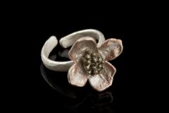 Ring Dogwood - Hartriegel